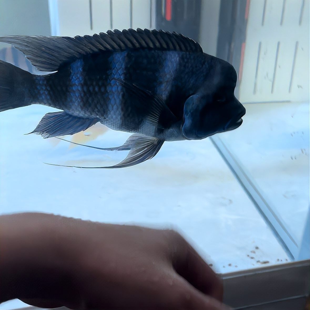 薩伊藍(lán)和虎魚混養(yǎng)需要注意什么（薩伊藍(lán)和虎魚混養(yǎng)需要注意什么，）