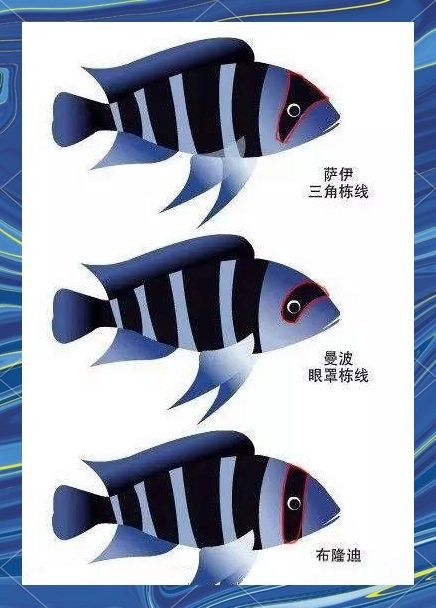 薩伊藍(lán)和虎魚混養(yǎng)需要注意什么（薩伊藍(lán)和虎魚混養(yǎng)需要注意什么，）