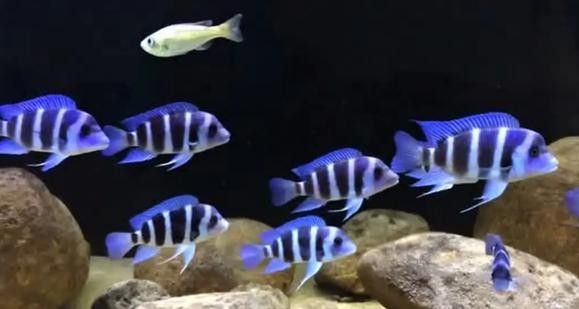 薩伊藍(lán)和虎魚混養(yǎng)需要注意什么（薩伊藍(lán)和虎魚混養(yǎng)需要注意什么，）