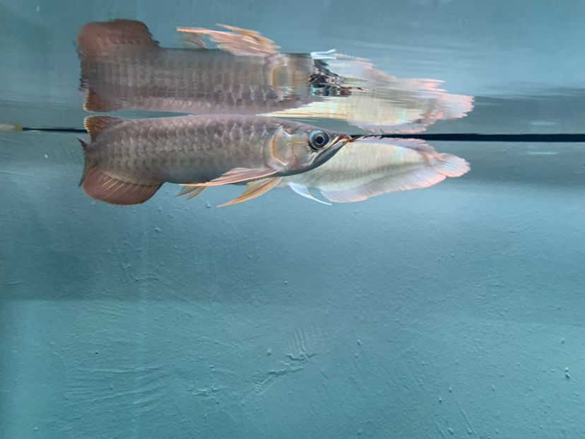 二手魚缸轉(zhuǎn)讓58同城保定（58同城二手魚缸想賣轉(zhuǎn)讓800元）（二手魚缸如何找到合適的二手魚缸）