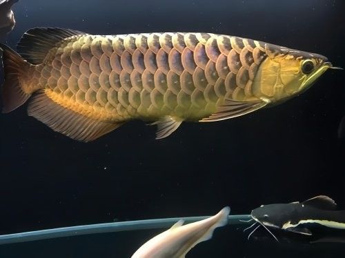 金龍魚(yú)繁殖的最佳溫度是多少（金龍魚(yú)繁殖的最佳溫度）