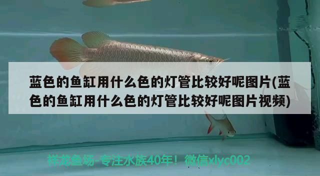 水族燈 藍色的魚缸用什么色的燈管比較好呢圖片(藍色的魚缸用什么色的燈管比較好呢圖片視頻)(養錦鯉用藍白光燈還是增艷燈) 觀賞魚百科 藍色的魚缸用什么色的燈管比較好呢圖片(藍色的魚缸用什么色的燈管比較好呢圖片視頻)(養錦鯉用藍白光燈還是增艷燈) 藍色的魚缸用什么色的燈管比較好呢圖片(藍色的魚缸用什么色的燈管比較好呢圖片視頻)(養錦鯉用藍白光燈還是增艷燈) 觀賞魚百科