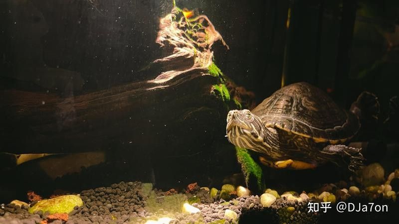 火焰龜和龍魚混養需要多久適應（烏龜可以和魚一起混養嗎） 火焰龜和龍魚混養需要多久適應（烏龜可以和魚一起混養嗎） 龍魚百科 第6張
