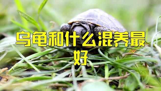 詳細閱讀:火焰龜和龍魚混養需要多久適應(烏龜可以和魚一起混養嗎) 火焰龜和龍魚混養需要多久適應(烏龜可以和魚一起混養嗎)