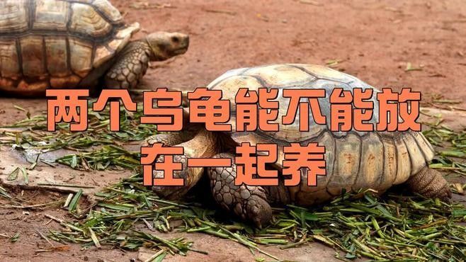詳細閱讀:火焰龜和龍魚混養需要多久適應(烏龜可以和魚一起混養嗎) 火焰龜和龍魚混養需要多久適應(烏龜可以和魚一起混養嗎)