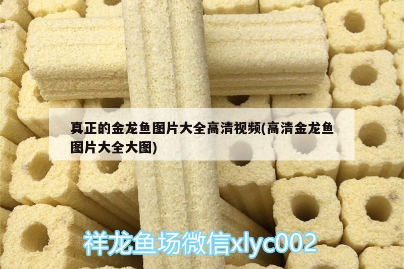 真正的金龍魚圖片大全高清視頻(高清金龍魚圖片大全大圖)（真正的金龍魚圖片大全）
