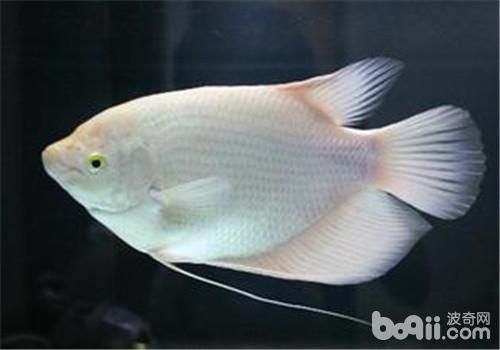 白色的觀賞魚叫什么魚名字（關于“白色的觀賞魚叫什么魚名字”的信息搜索結果）
