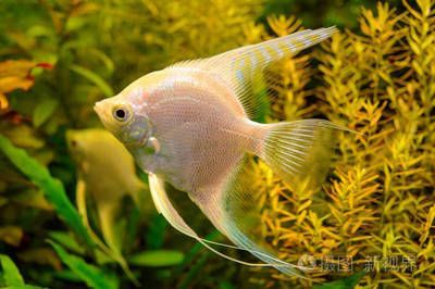 白色的觀賞魚叫什么魚名字（關于“白色的觀賞魚叫什么魚名字”的信息搜索結果）