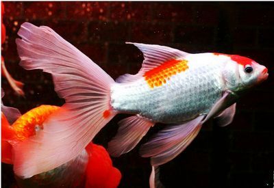 白色的觀賞魚叫什么魚名字（關于“白色的觀賞魚叫什么魚名字”的信息搜索結果）
