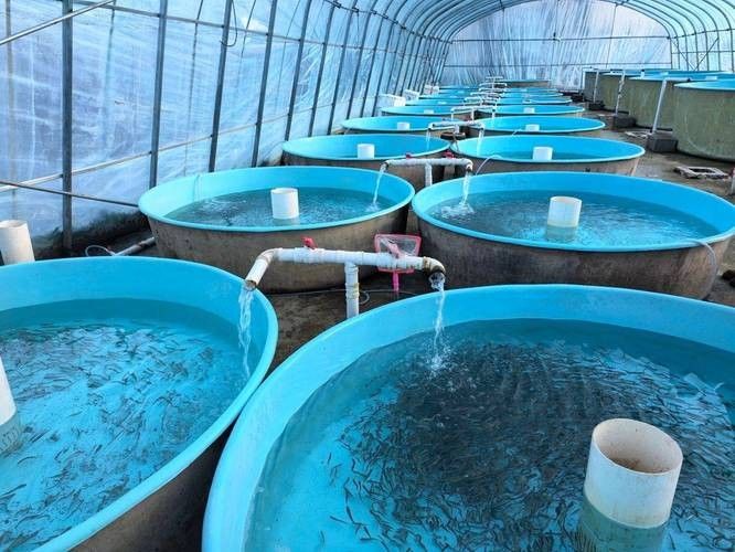 靖遠龍魚（甘肅省白銀市靖遠縣靖遠龍魚養殖技術）