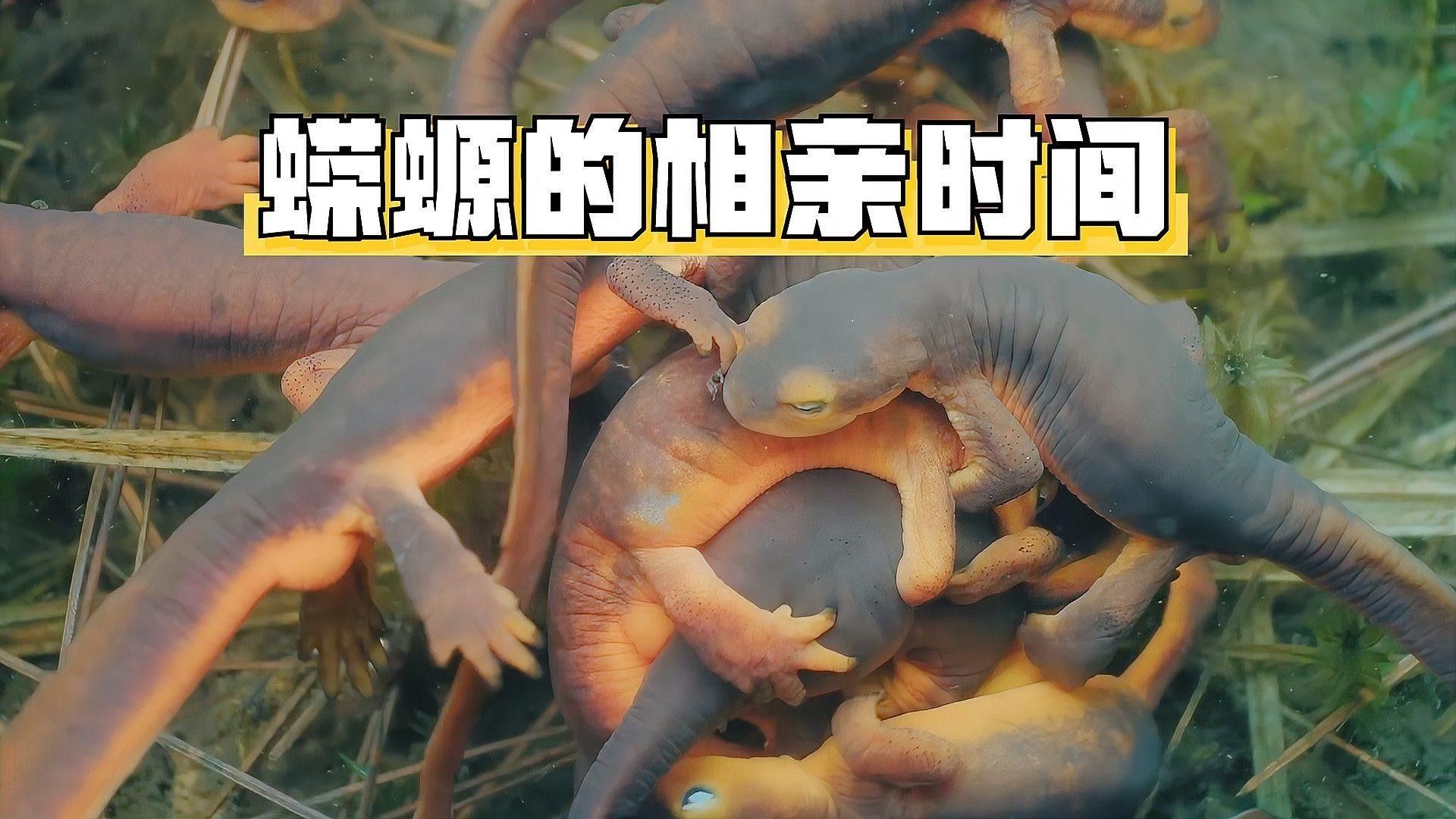 蠑螈的求偶行為有哪些細節？（蠑螈求偶行為關鍵細節）