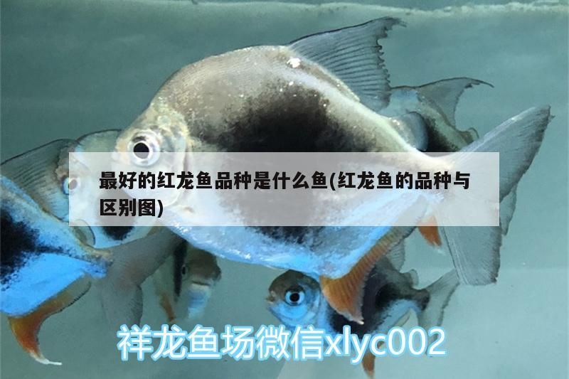 最好的紅龍魚品種是什么魚(紅龍魚的品種與區(qū)別圖)（最好的紅龍魚品種是什么）