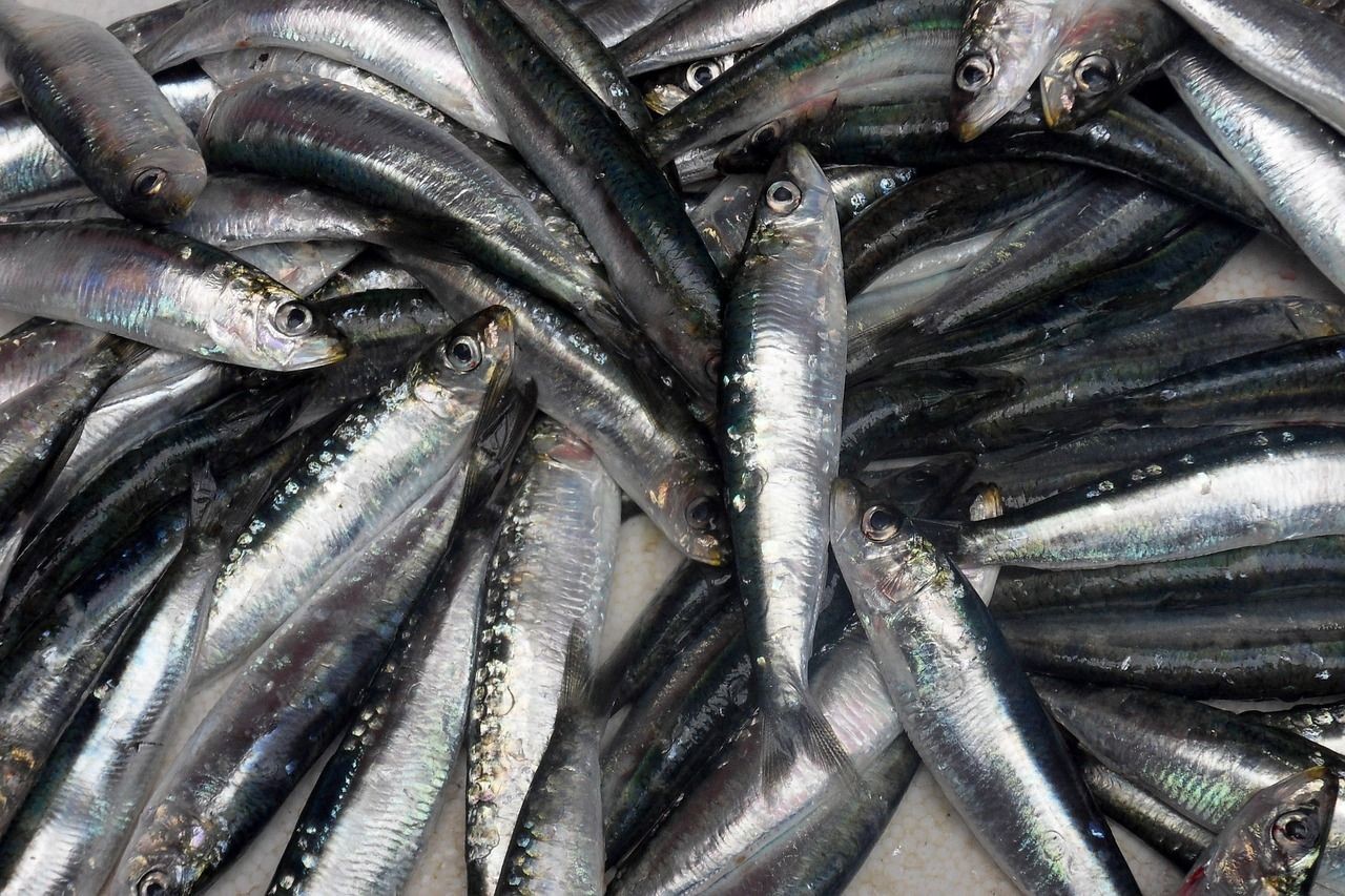 安陽觀賞魚批發市場電話是多少（安陽活魚批發市場在哪）（安陽帶魚批發市場）