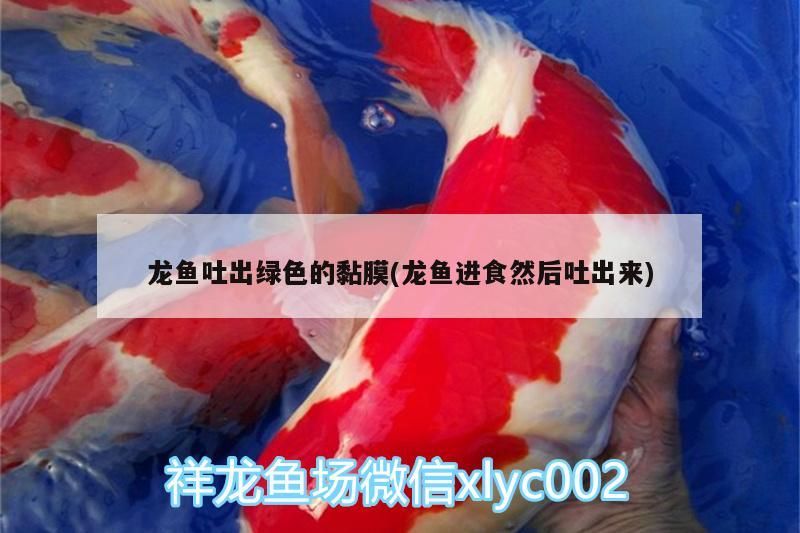 龍魚吐出綠色的黏膜(龍魚進食然后吐出來)（龍魚為什么吐出綠色黏膜）