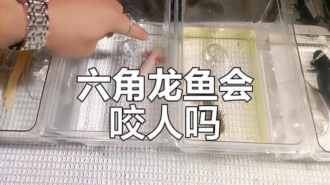 六角恐龍魚咬傷后需要包扎嗎？（六角恐龍魚咬傷后是否需要包扎）