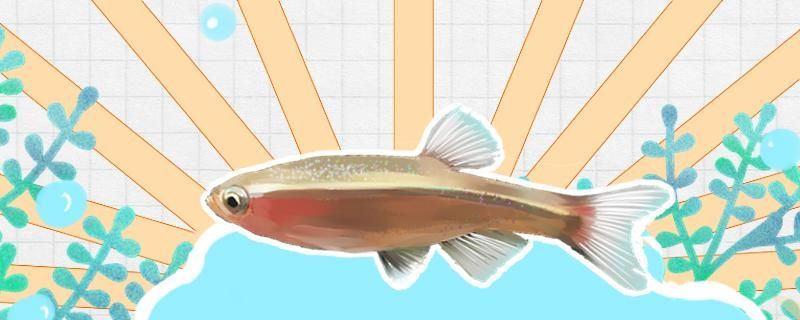 龍魚經常在缸底 龍魚經常在缸底下邊上不動是在睡覺嗎（龍魚在缸底下邊上不動并不一定意味著它們在睡覺）