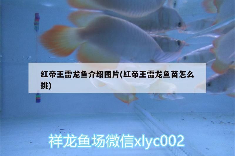 魚缸可以一直加鹽嗎(魚缸可以經常加鹽嗎)（祥龍魚場：魚缸可以一直加鹽嗎，魚缸可以一直加鹽嗎）