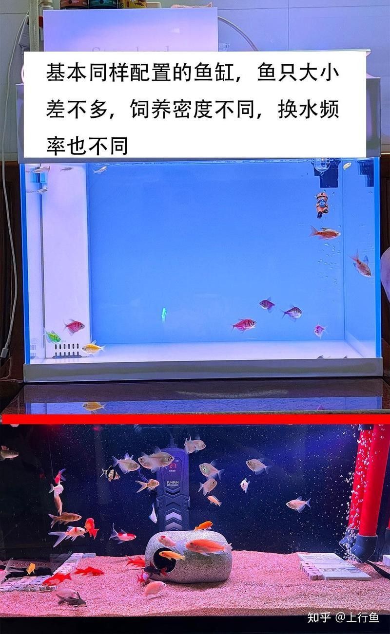 龍魚缸背景多久換一次合適？（\