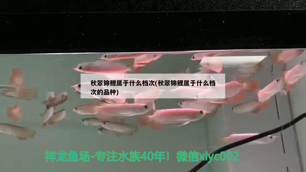 秋翠錦鯉屬于什么檔次(秋翠錦鯉屬于什么檔次的品種)（史上最貴的錦鯉）
