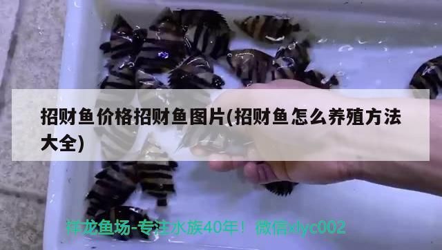 招財魚價格招財魚圖片(招財魚怎么養殖方法大全)