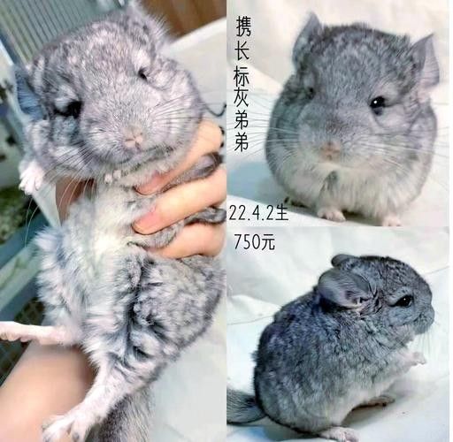 哪些貓品種適合與龍貓一起養（適合與龍貓一起養的貓咪品種大盤點）