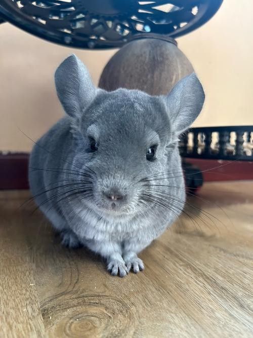 哪些貓品種適合與龍貓一起養（適合與龍貓一起養的貓咪品種大盤點）