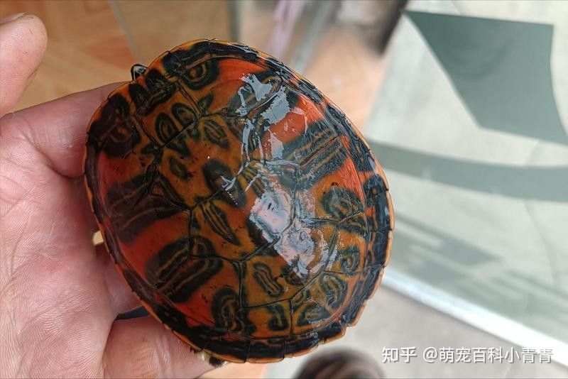 龍魚和火焰龜的互動如何？（魚和火焰龜的互動是一個引人入勝的話題）