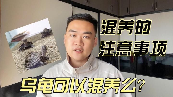 龍魚和火焰龜的互動如何？（魚和火焰龜的互動是一個引人入勝的話題）