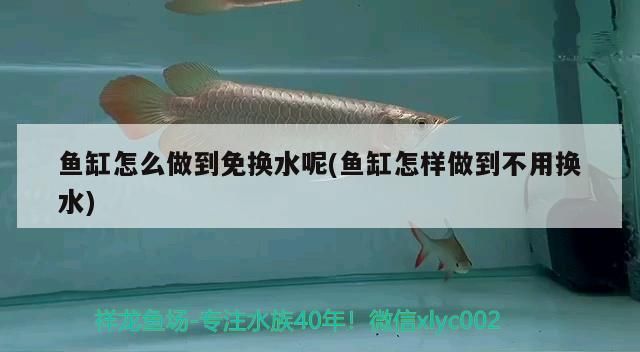 新到家的小虎魚 魚缸怎么做到免換水呢(魚缸怎樣做到不用換水)(關于魚缸換水的問題) 觀賞魚百科 魚缸怎么做到免換水呢(魚缸怎樣做到不用換水)(關于魚缸換水的問題) 魚缸怎么做到免換水呢(魚缸怎樣做到不用換水)(關于魚缸換水的問題) 觀賞魚百科