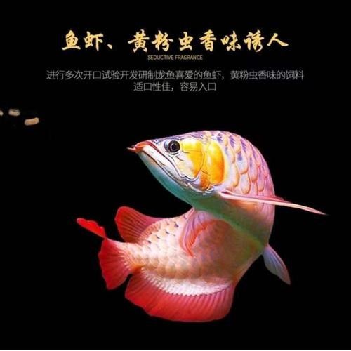 小店龍魚屬于什么檔次（小店龍魚大概多少錢一條易車網聽小店龍魚有哪些稀有品種）