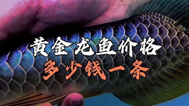 小店龍魚屬于什么檔次（小店龍魚大概多少錢一條易車網聽小店龍魚有哪些稀有品種）