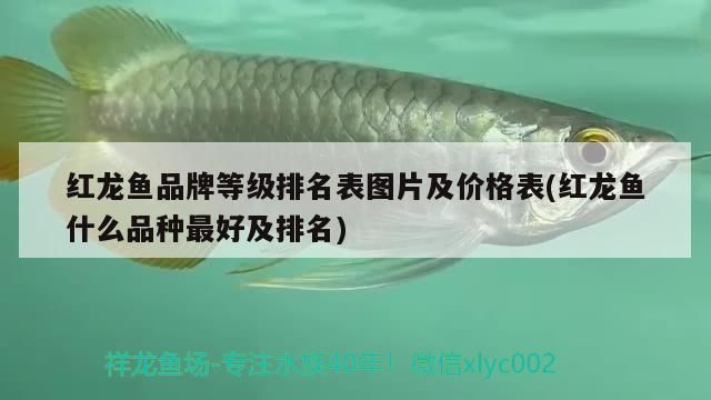 紅龍魚品牌等級排名表圖片及價(jià)格表(紅龍魚什么品種最好及排名)（紅龍魚品牌等級排名表及價(jià)格表圖片及價(jià)格表及價(jià)格表）
