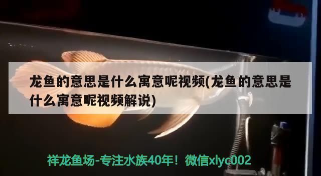 龍魚(yú)的意思是什么寓意呢視頻(龍魚(yú)的意思是什么寓意呢視頻解說(shuō))（龍魚(yú)的意思是什么寓意呢）