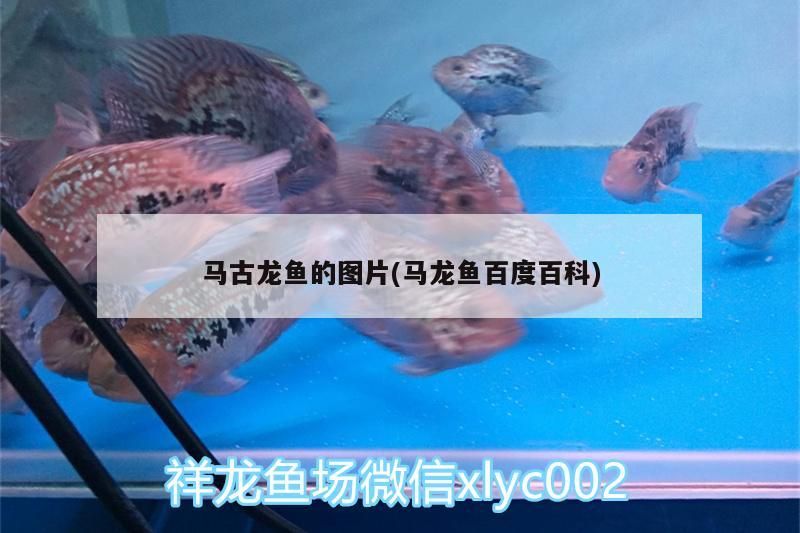 馬古龍魚的圖片(馬龍魚百度百科)（馬古龍魚的圖片）