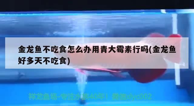 金龍魚不吃食怎么辦用青大霉素行嗎(金龍魚好多天不吃食)（金龍魚不吃食怎么辦用青大霉素行嗎）