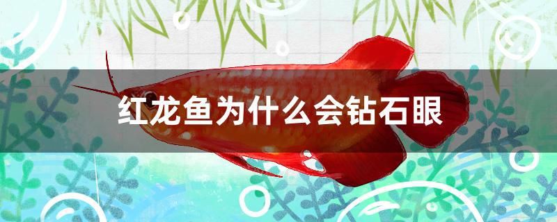 紅龍魚為什么會鉆石眼（紅龍魚鉆石眼是一種眼疾嗎？）