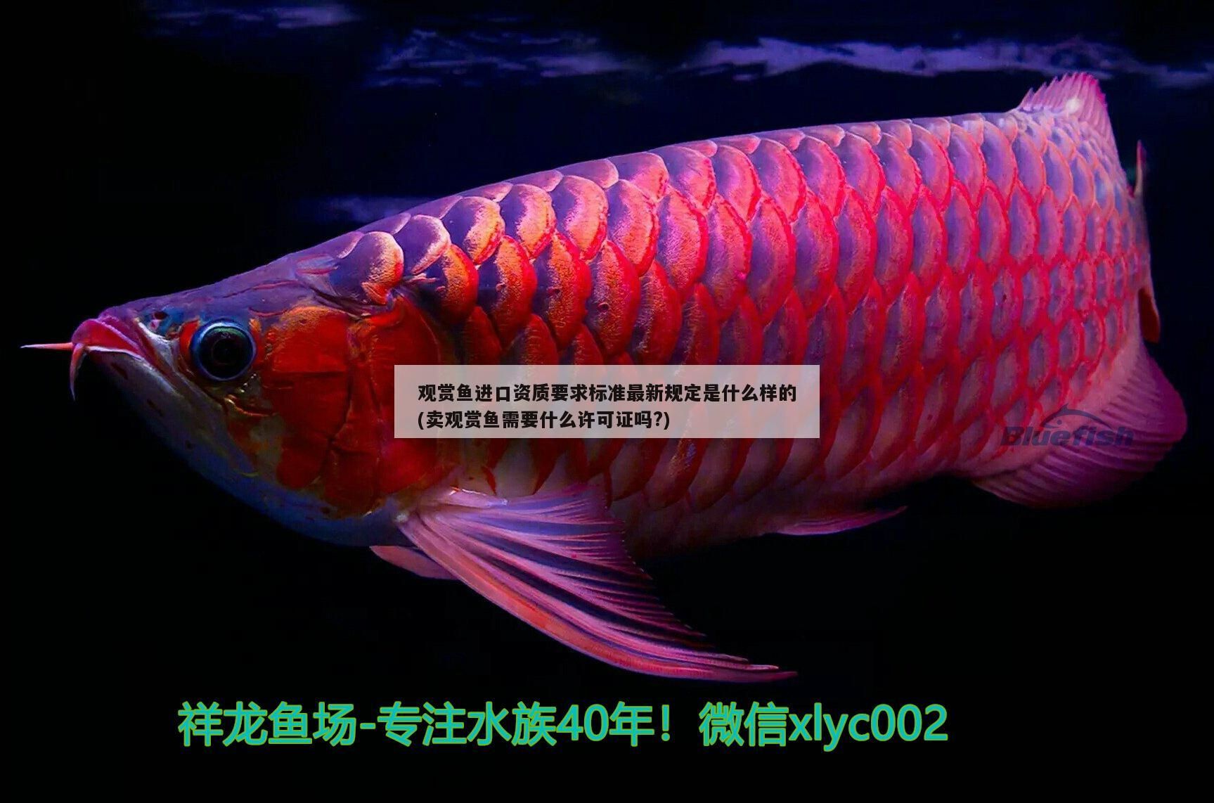觀賞魚進口資質要求標準最新規定是什么樣的(賣觀賞魚需要什么許可證嗎?)（觀賞魚進口資質要求標準最新規定）