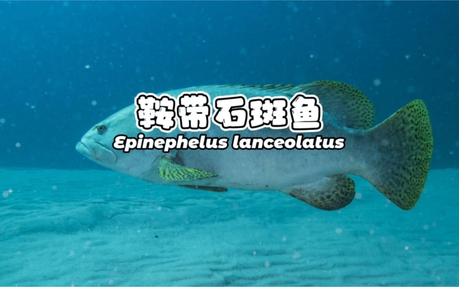 龍墩魚是什么魚（龍躉——石斑魚中的大哥大）