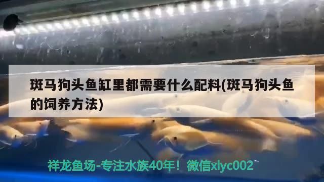 斑馬狗頭魚缸里都需要什么配料(斑馬狗頭魚的飼養方法)（斑馬狗頭魚的飼養方法） 斑馬狗頭魚缸里都需要什么配料(斑馬狗頭魚的飼養方法)（斑馬狗頭魚的飼養方法） 觀賞魚百科