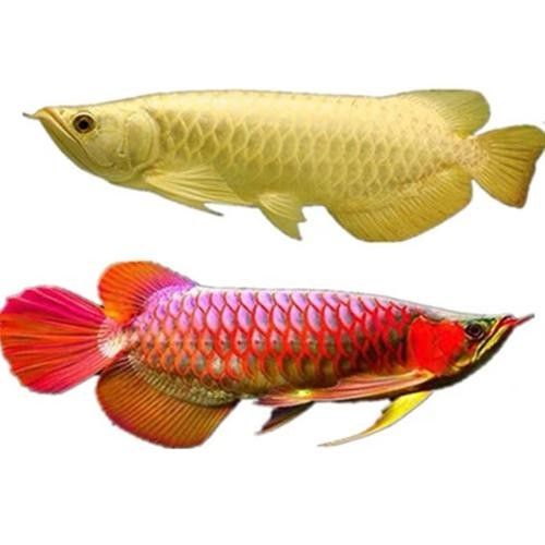 給我高清版的血紅金龍魚圖片（富媒體素材庫中未收錄血紅金龍魚的高清圖片資源）