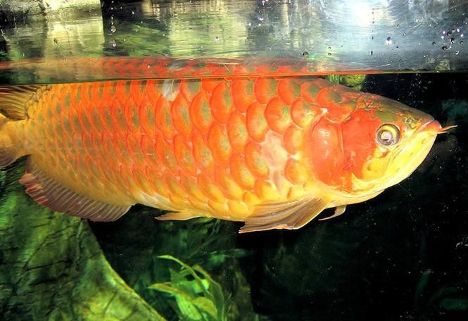 給我高清版的血紅金龍魚圖片（富媒體素材庫中未收錄血紅金龍魚的高清圖片資源）