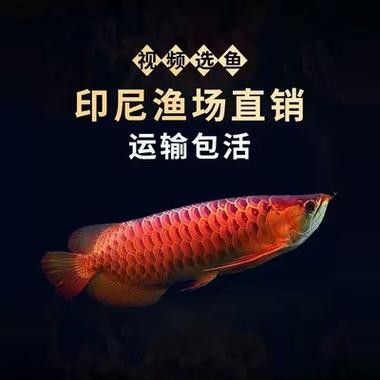 給我高清版的血紅金龍魚圖片（富媒體素材庫中未收錄血紅金龍魚的高清圖片資源）