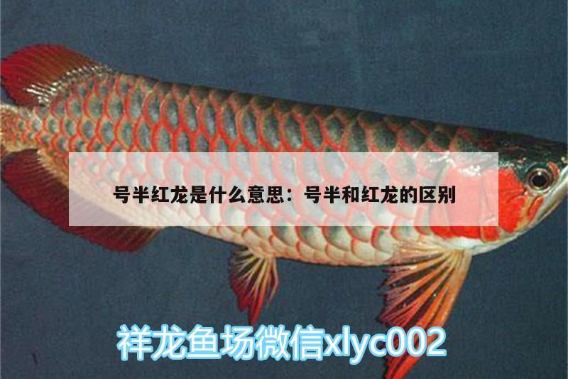 號(hào)半紅龍是什么意思:號(hào)半和紅龍的區(qū)別（號(hào)半紅龍是什么意思）