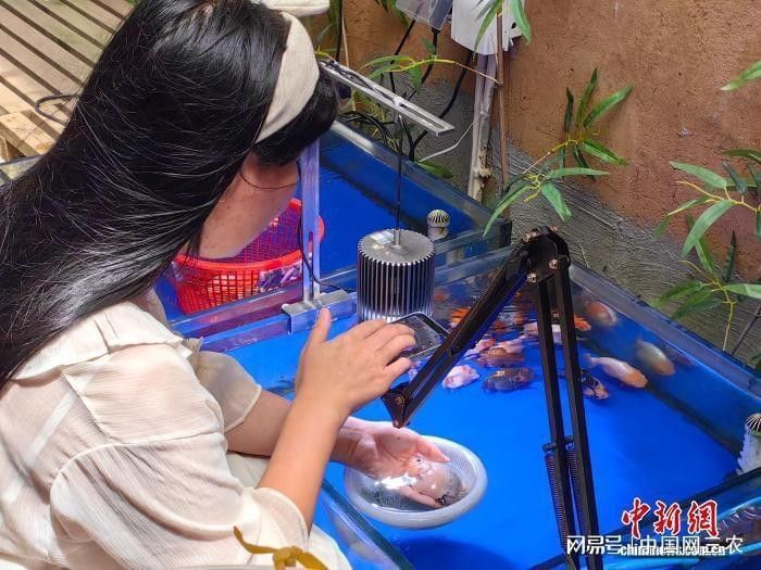 閩侯縣荊溪鎮12家金魚養殖場（福建省福州市閩侯縣荊溪鎮的金魚養殖場）