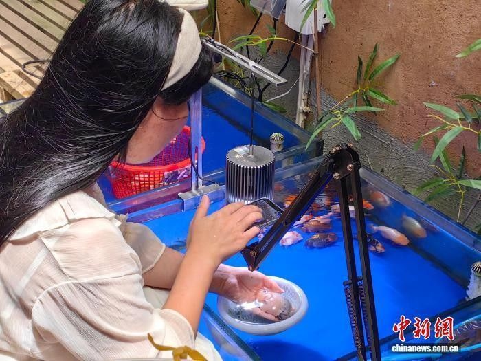 閩侯縣荊溪鎮12家金魚養殖場（福建省福州市閩侯縣荊溪鎮的金魚養殖場）