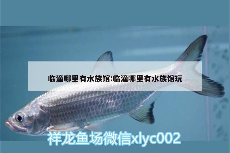 臨潼哪里有水族館:臨潼哪里有水族館玩