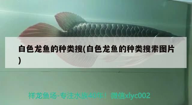 白色龍魚的種類搜(白色龍魚的種類搜索圖片)（白色龍魚的種類）