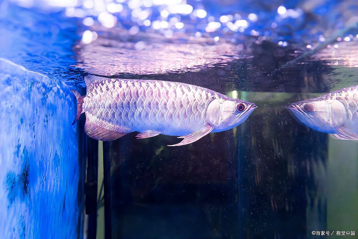 龍魚過世后，魚缸需要消毒幾次（養(yǎng)水龍魚小參謀,魚缸消毒別再作死!）