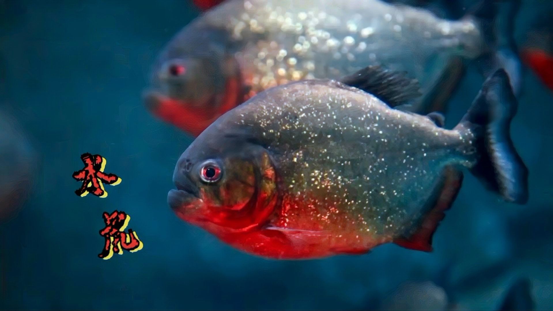 如何判斷龍魚(yú)和水虎魚(yú)是否適應(yīng)？（如何判斷水虎魚(yú)是否適合養(yǎng)魚(yú)）