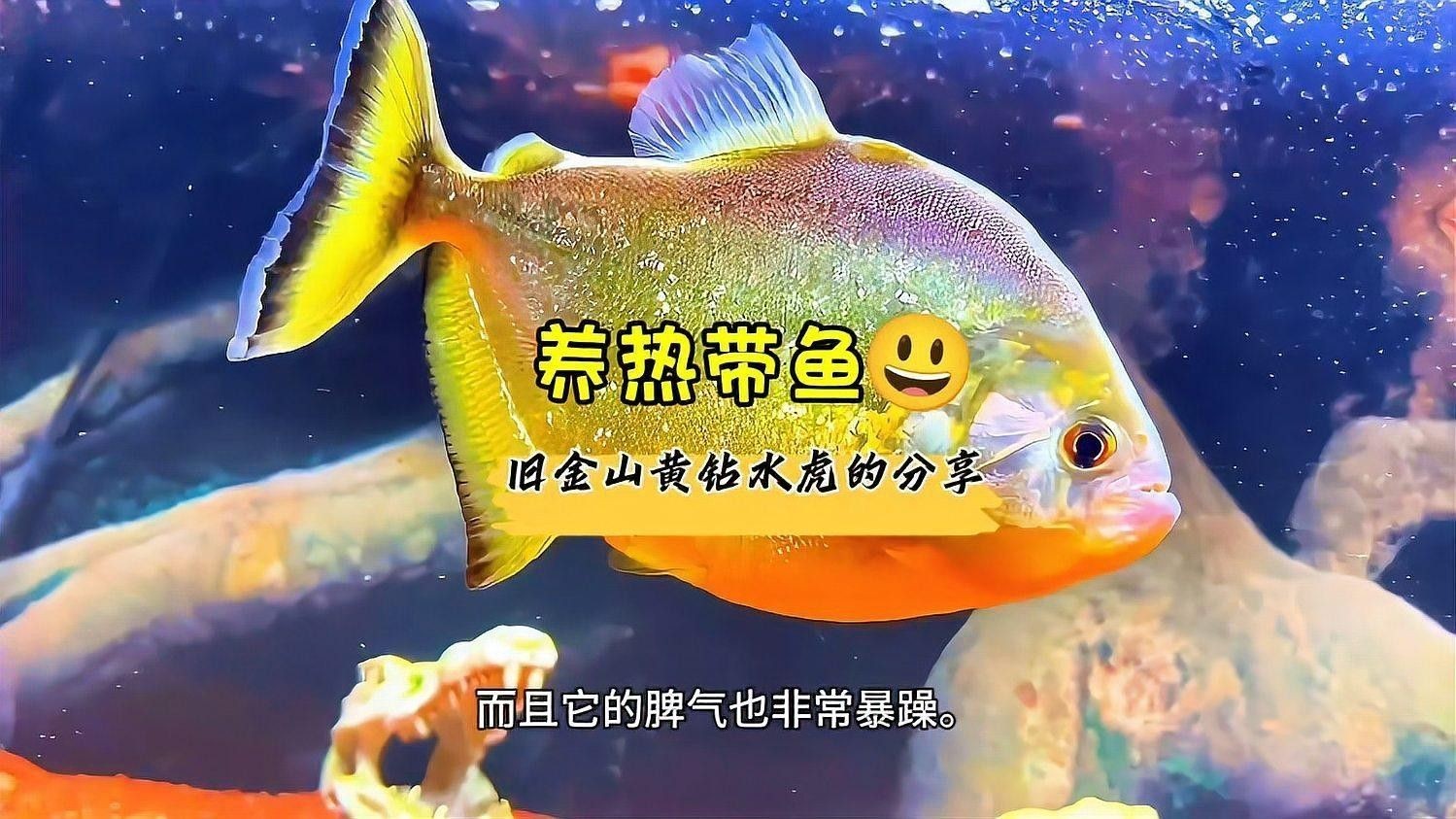 如何判斷龍魚(yú)和水虎魚(yú)是否適應(yīng)？（如何判斷水虎魚(yú)是否適合養(yǎng)魚(yú)）